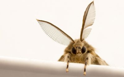 [Article] Why flying insects gather at artificial light