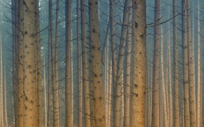 Online Workshop on Noise Pollution & Biodiversity