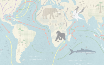 PLAN-B in the Convention on the Conservation of Migratory Species of Wild Animals (CMS)